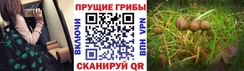 Галлюциногенные грибы Cubensis  Чусовой 